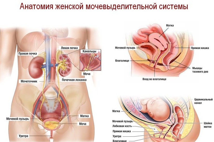 Строение мочеполовой системы у женщин с фото снаружи