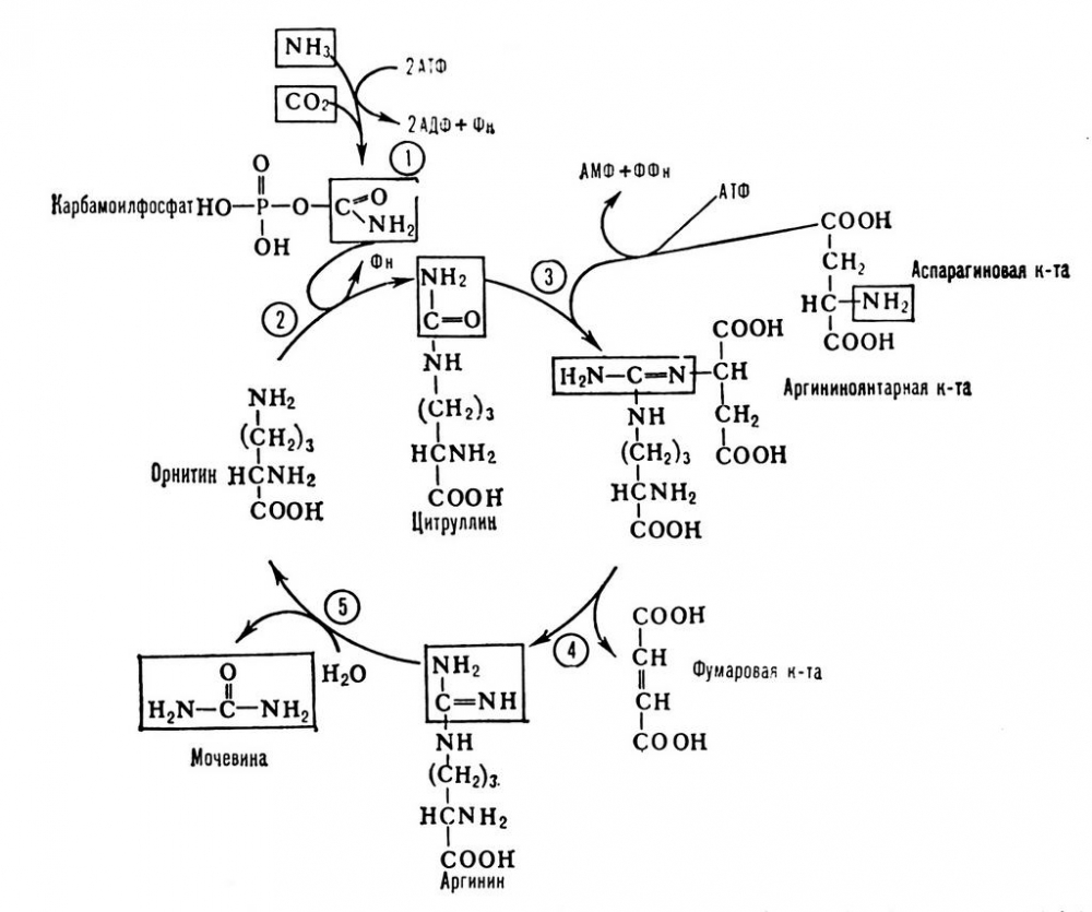 Орнитиновый цикл реакции. Схема орнитинового цикла биохимия. Орнитиновый цикл мочевинообразования. Орнитиновый цикл мочевинообразования биохимия. Орнитиновый цикл Кребса.